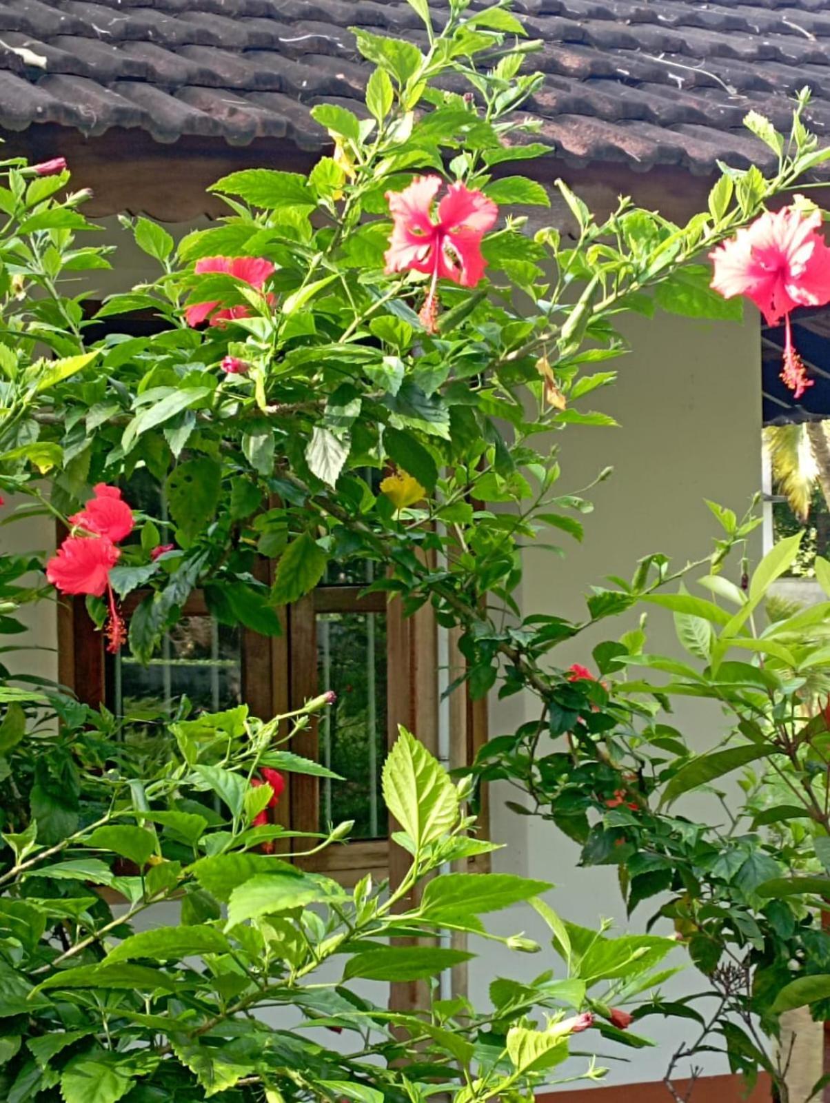 Gramam Homestay, Cochin Kochi Eksteriør billede