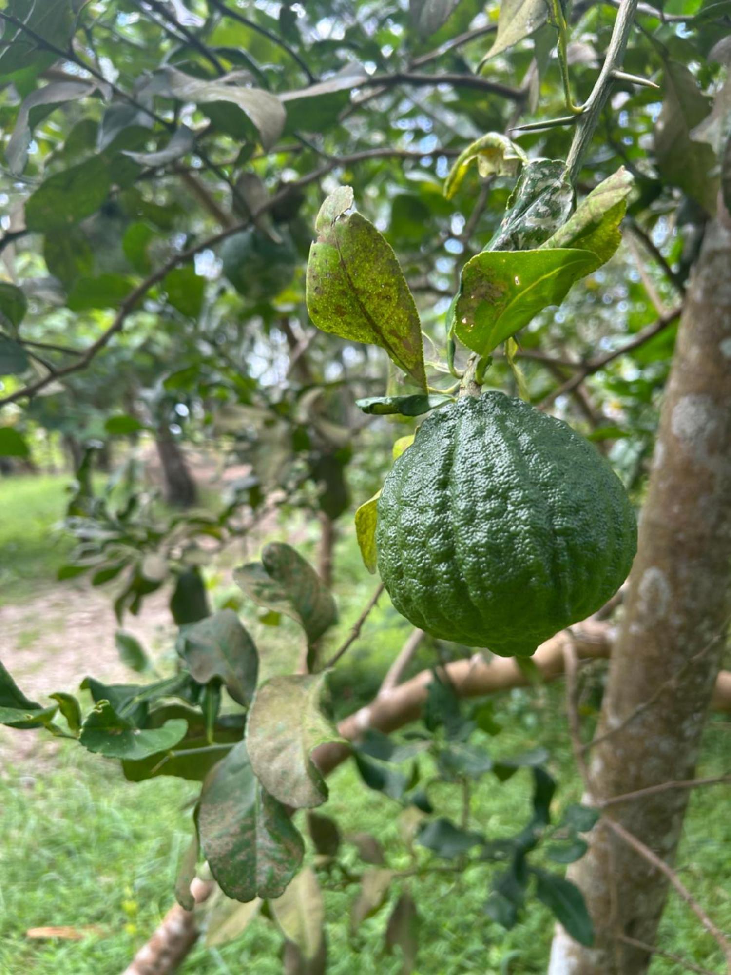 Gramam Homestay, Cochin Kochi Eksteriør billede